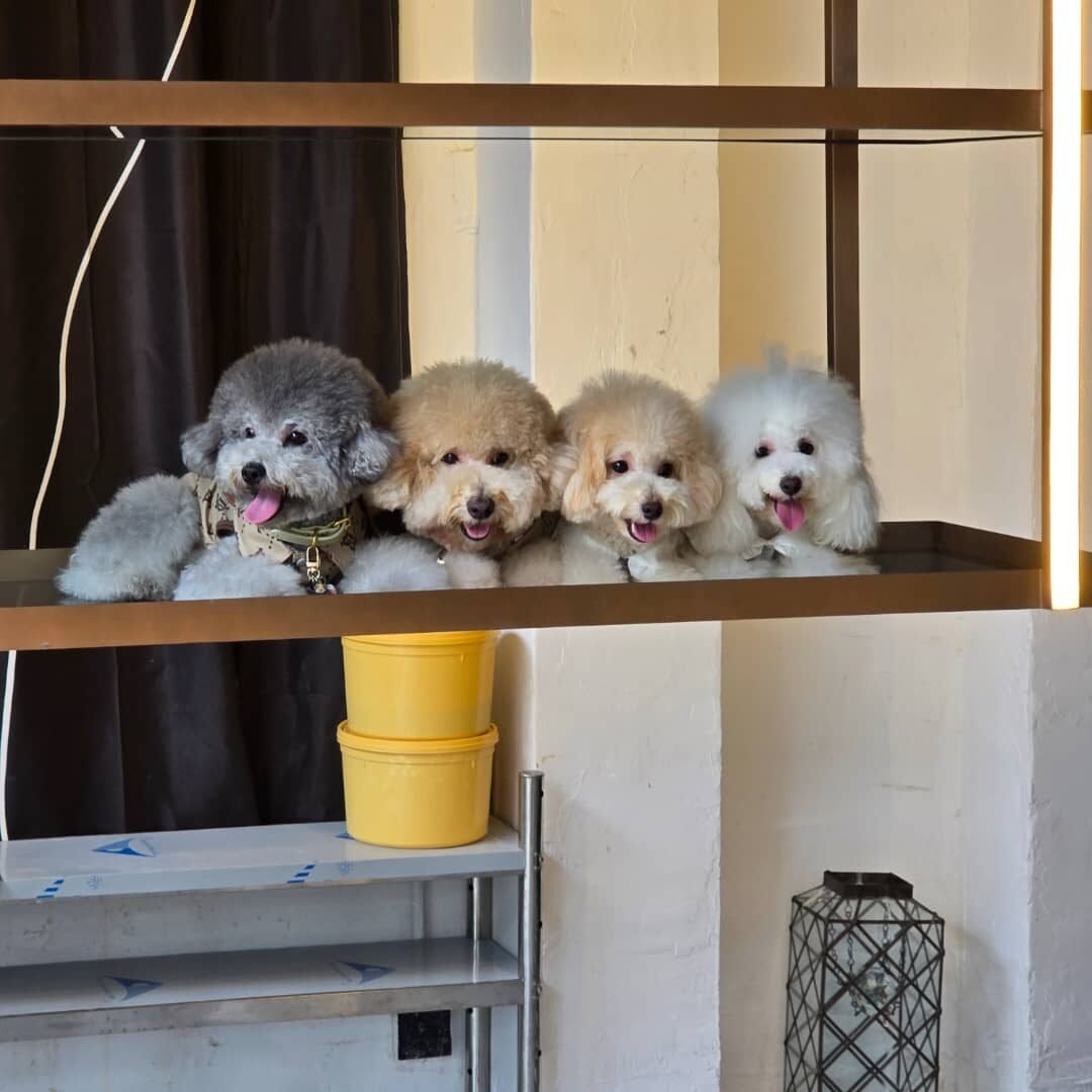 Siam Social's resident poodles